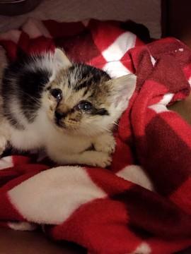 【急募】小さな子猫の里親さん募集
