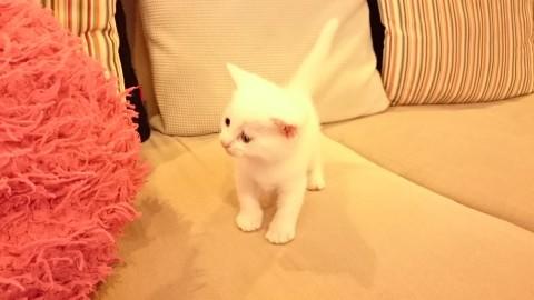 カワイイ白猫ちゃん