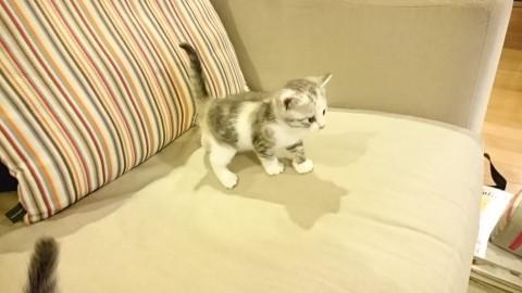 元気な三毛ちゃん（姉）