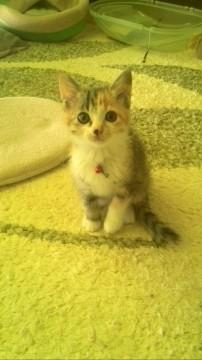 とっても元気な三毛猫ちゃん♪