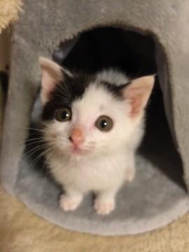 塩顏日本美猫♪( ´▽｀)