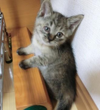 子猫の飼い主さん募集