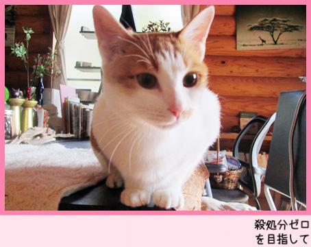 沢山の猫達と面会可能です★