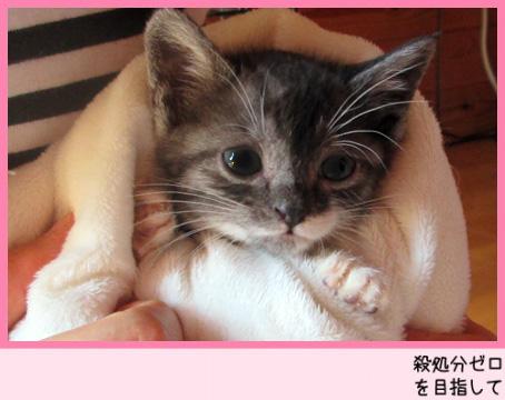 沢山の猫達と面会可能です★