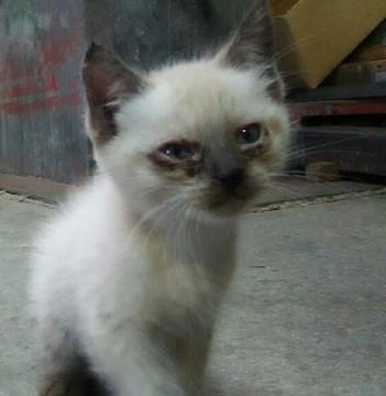 ふわふわたれパンダみたいな子です