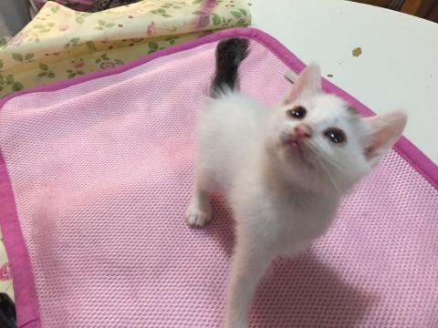 モデル級、超可愛い 白キジ男の子