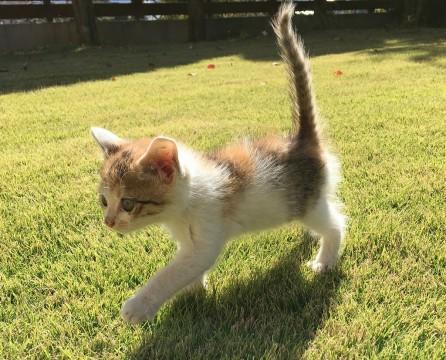 三毛子猫　雌