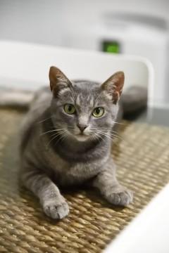 ♪ロシアンブルー（風）美ニャンコ