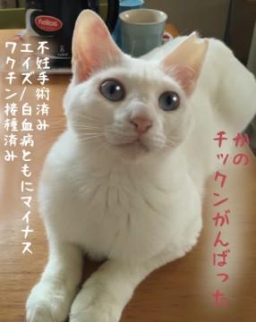 青いお目目の白猫の女の子