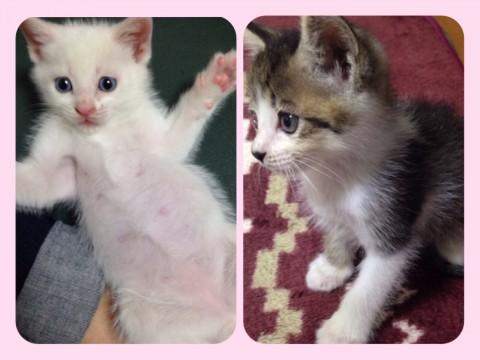 シロ猫とトラ猫の兄弟☆