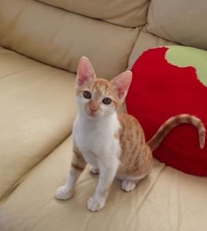 毛並みのきれいな仔猫です