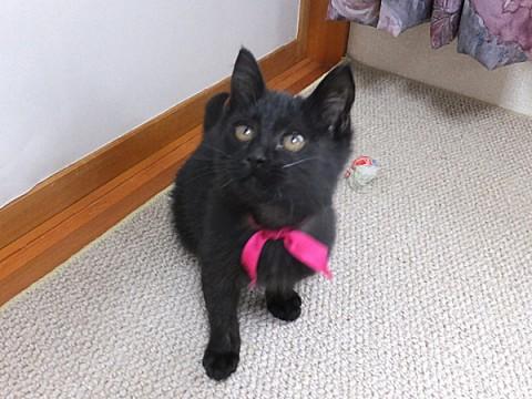 人懐っこい可愛い黒猫ちゃん