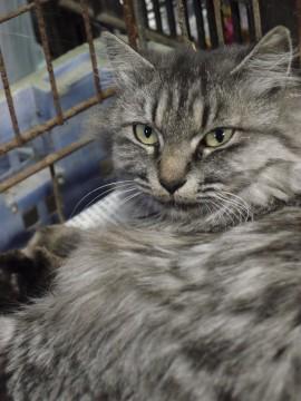 緊急！長毛で上品な猫ちゃんです。