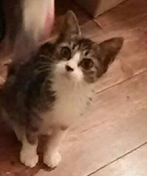 かわいい　美猫ちゃん