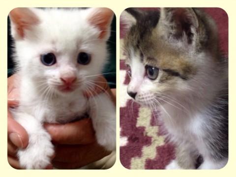 シロ猫とトラ猫の兄弟☆
