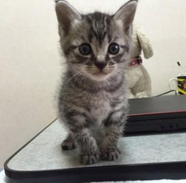 鍵シッポの可愛いサバトラくん