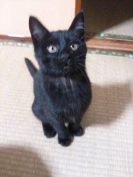保護子猫　家族探しています