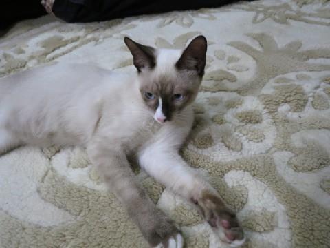 甘えん坊のシャムミックス