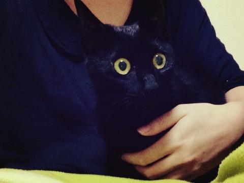 抱っこ猫の黒猫ちゃん♥︎