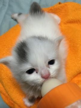 白×グレーの水玉ちゃんです。