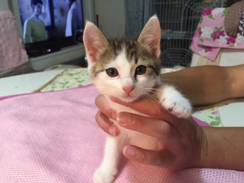 モデル級、超可愛い 白キジ女の子