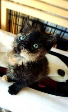 ミルクから育てた、人懐こくて可愛