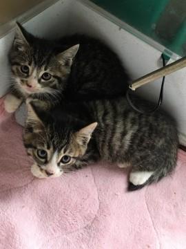 そっくり‼︎ツインズくん