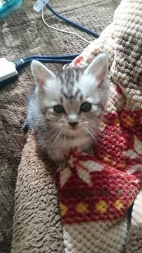 鯖虎女子の子猫