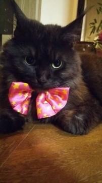 メインクーンとアメショmix美猫