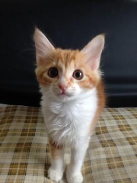 お顔がとっても可愛い子猫ちゃんで