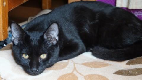 これぞ黒猫！真っ黒貴公子！