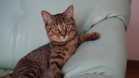 綺麗なシマシマ　ＴＨＥキジトラ！