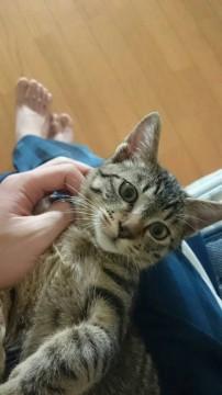 とっても気立てのいい子猫です