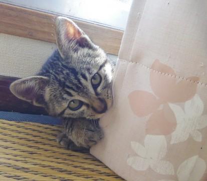 ペット不可といわれまして再募集で