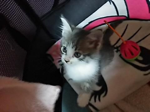 センター収容ふわふわグレー白くん