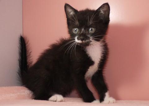 福猫^^甘ったれさんです♪