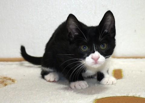 温和な甘ったれっ子