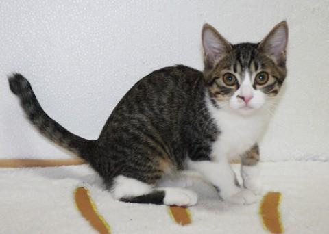 おしゃまな甘ったれっ子