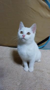 真っ白かと思ったら頭に黒ポチ