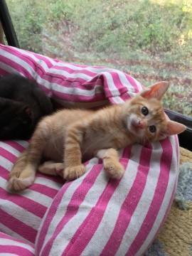 青いお目目の王子様