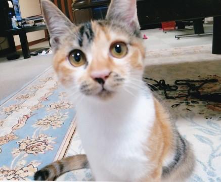 優しい懐こい美人のミケ