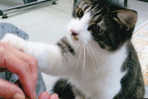 半長毛　甘えたチャップリン