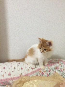 ふわふわ長毛子猫・兄弟あり