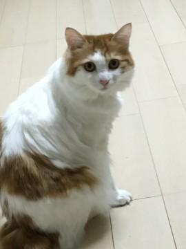 新しい家族を探してます