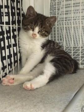 まだ保護したばかりの子猫さん