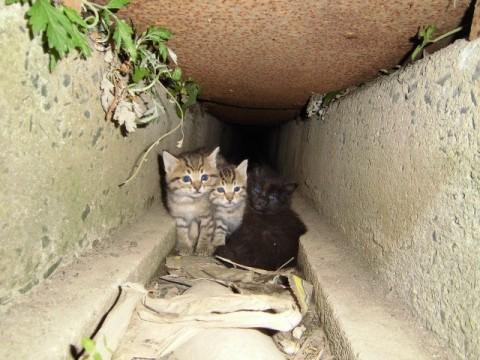 野良子猫2匹発見　今日１匹里親決