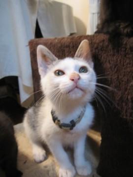 四肢麻痺から完全復活 去勢済み