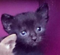 黒猫