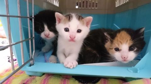 １ヶ月の子猫ちゃん達