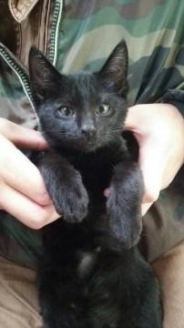イケメン 黒猫の男の子